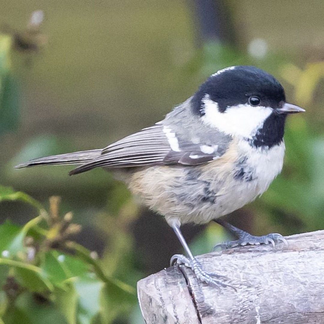 COAL TIT Periparus Ater Songbird Factfile coal-tit-periparus-ater-songbird-factfile